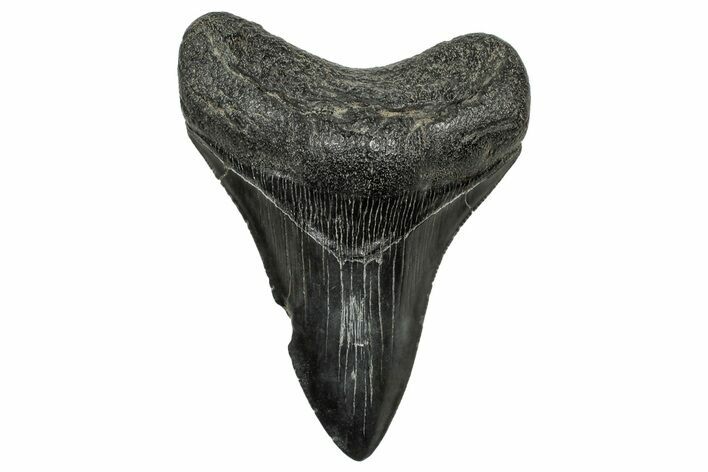 Serrated, Fossil Megalodon Tooth - South Carolina #328618